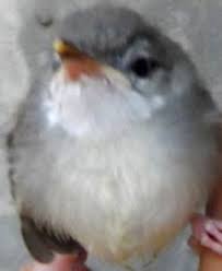 Mp3 Download Suara Kicau Burung Ciblek Betina Betina Suara