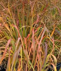Image result for Panicum