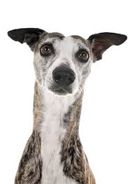 Bei windhunderennen erzielt der einstige jagdhund große erfolge, doch leider wird die wettszene für. Greyhound Rassebeschreibung Charakter Co Dogbible
