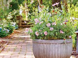 Yes You Can Grow Cosmos In A Container Container Flowers Container Gardening Wildflower Garden