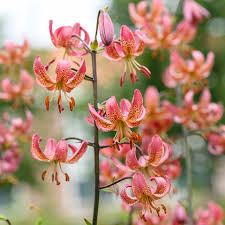 Image result for Lilium martagon `Manitoba Fox`