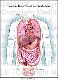 Its size and shape changes from time to time depending on the volume of its contents (food/fluid). Medivisuals Normal Male Chest And Abdomen Medical Illustration