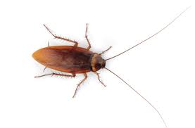 All american pest contol provides professional pest control and animal removal services throughout new jersy and new york. Roaches Redd Pest Control
