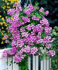 ¿quieres tener un balcón diferente? Flores Colgantes Para Balcon Fotos Plantas Foto Ella Hoy Geraniums Plants Flowers