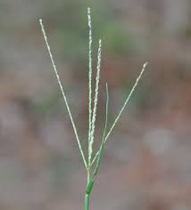 Image result for Digitaria compressa