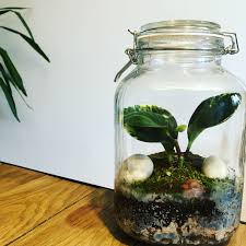 Terrarium Ferme Plante Verte Plante Verte Terrarium Plante
