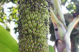 Maybe you would like to learn more about one of these? Unik Pohon Pisang Milik Warga Cianjur Ini Berbuah Ribuan Tandannya Sepanjang 2 Meter Halaman All Kompas Com
