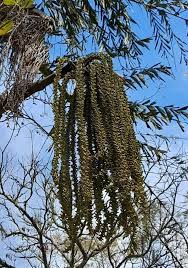 Image result for Caryota urens