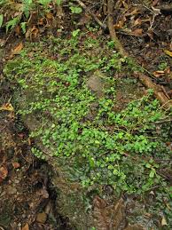 Image result for Chrysosplenium americanum