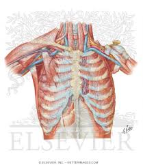 Principal functions are the protection of internal viscera and an expandable cylinder facilitating variable gas flow into the lungs. Anterior Thoracic Wall Anterior Wall Of Thorax