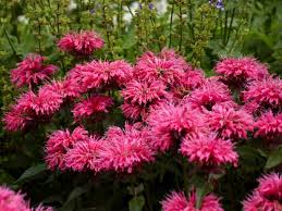Check spelling or type a new query. Bee Balm How To Grow And Care For Monarda Hgtv