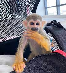 Buying A Pet Monkey How Much Does A Baby Monkey Cost