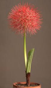 Image result for Amaryllidaceae