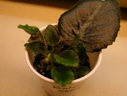 Maybe you would like to learn more about one of these? Propagation Three Oak Violets