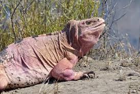 Image result for Phaulopsis sangana