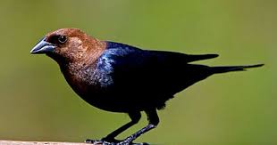 Ontario Bird Red Head Brown Body Brown Headed Cowbird Birds Black Bird Backyard Birds