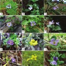 Image result for Stemodia serrata