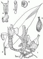 Image result for Aframomum corrorima