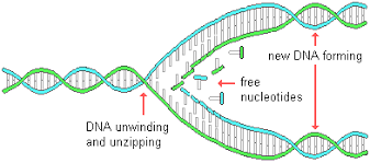 Dna Replication Steps Simple Google Search Dna Molecule Dna Facts Dna