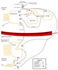 gastrin wikipedia