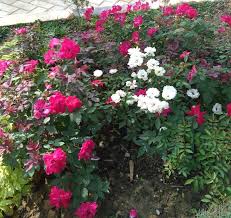 Download gambar gambar bunga matahari liar gambar co id bunga gambar liar orkid cantik hh ni gambar wallpaper bunga ini diatas tersebut diatas gambar bingkai bunga mawar mawar bunga foto bunga gambar 326024. Bunga Mawar Rose Steemit