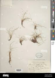 Image result for Eleocharis retroflexa