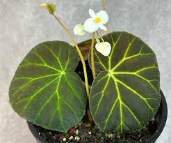 Image result for Begonia longipetiolata