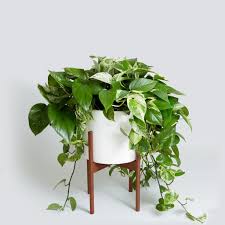 Marble Queen Pothos Best Indoor Plants Hanging Plants Indoor Plants