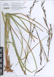 Image result for Costularia