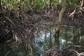 Watch the water monitor lizard, fighting mudskippers, swamp crabs, new born silver leaf monkeys. Beautiful Mangrove Forest In Perak Malaysia Stock Photo Picture And Royalty Free Image Image 87592109