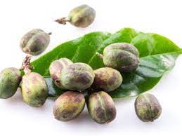 Typically, a coffee tree has three main life phases each healthy tree produces approximately 2,000 coffee cherries a year, or about 4,000 coffee beans (a coffee cherry typically contains two coffee. Germinating Coffee Plant Seeds How To Grow Coffee From Seed