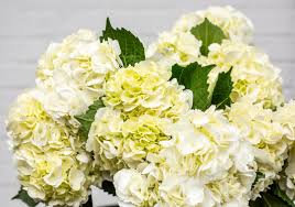 Shop hydrangea's in blue, green and more. White Hydrangea Cut Flowers