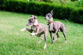 Minimum of 4 dogs earning titles. Italian Greyhound Dog Breed Information