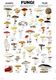 Edible Fungi Chart The Only Veggie That Will Grow Without