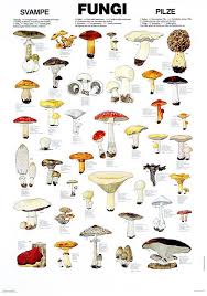 Edible Fungi Chart If The World Is Ever Covered In Darkness