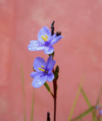 Image result for Aristea ecklonii