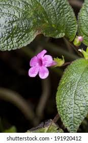 Image result for Calvoa orientalis