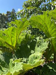 Image result for Gunnera