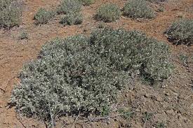 Image result for Atriplex