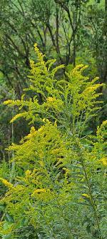 There S An Old Saying When The Goldenrod Shows 6 Weeks Till Frost Old Quotes Nature Plants