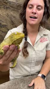 Time to feed the Geckos at Night🤩