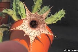 Image result for Huernia longituba