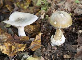 Un amateur de champignons de victoria s'est retrouvé très malade et a dû être hospitalisé après avoir ingéré l'une des espèces de champignons les plus mortelles au monde. Les Champignons Toxiques Symptomes Et Traitement