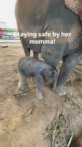 While filming for our potential next rescue, I looked over and saw a tiny baby in the corner of my eye, the smallest elephant I’ve ever seen. So, I walked over and learned it had been born just 20 ...