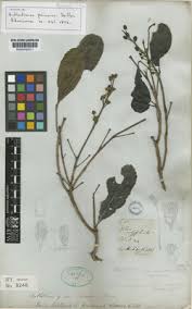 Image result for Centemopsis filiformis