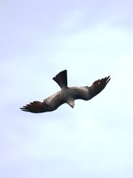 August Bird Of The Month Mississippi Kite Going In For The Kill August 11 Animals Birds Birds Of Prey