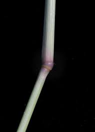 Image result for Aristida diffusa