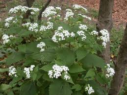 Image result for Ethulia rhizomata