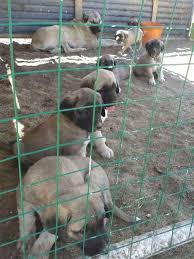 Sivas Altinyayla Kangal Uretim Ciftligi