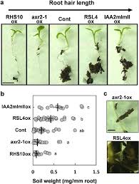 Purposes of the various structures, of a plant cell learn with flashcards, games and more — for free. Root Hairs Enhance Arabidopsis Seedling Survival Upon Soil Disruption Scientific Reports